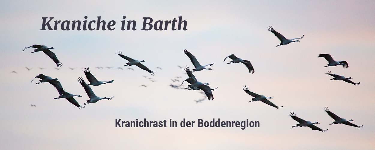 Kraniche in Barth im Flug. Schrift oben Kraniche in Barth. Schrift unten Kranichrast in der Boddenregion
